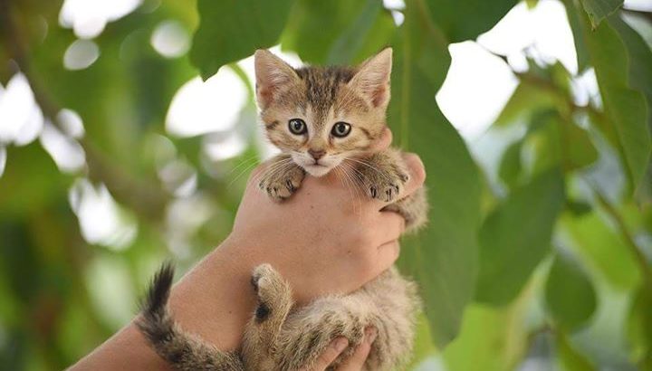 Czworonogi do adopcji