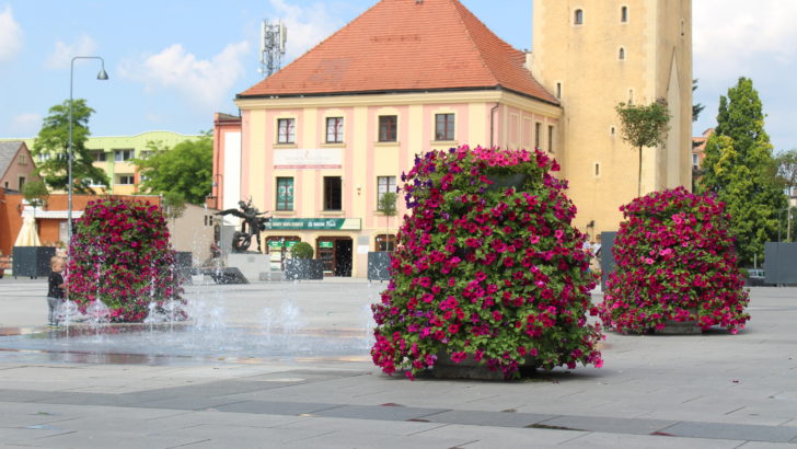 Rynek zdobią nowe kwiaty