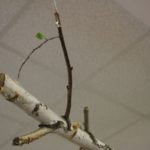 0012papugarnia