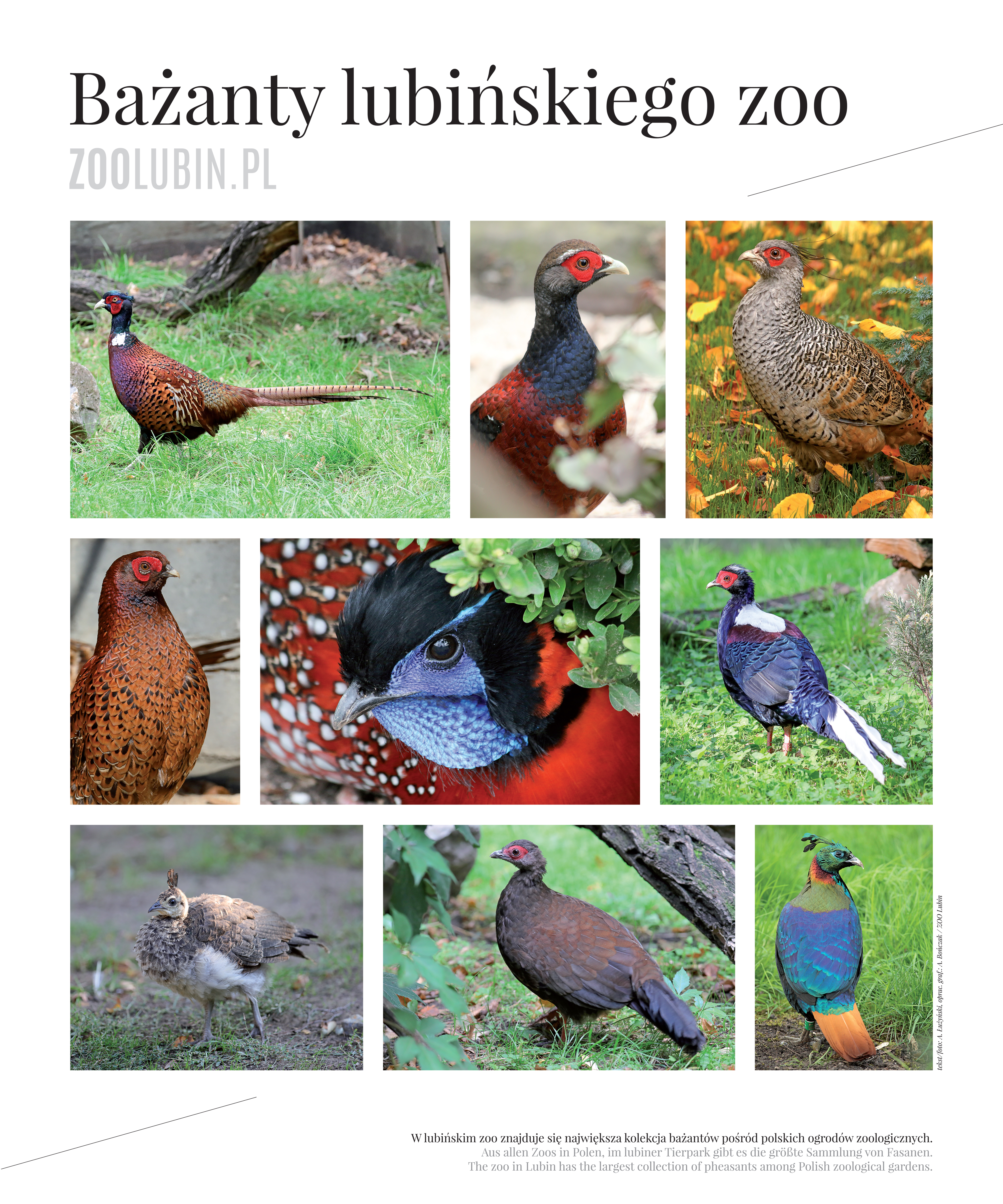 Bażanty z lubińskiego zoo na zdjęciach