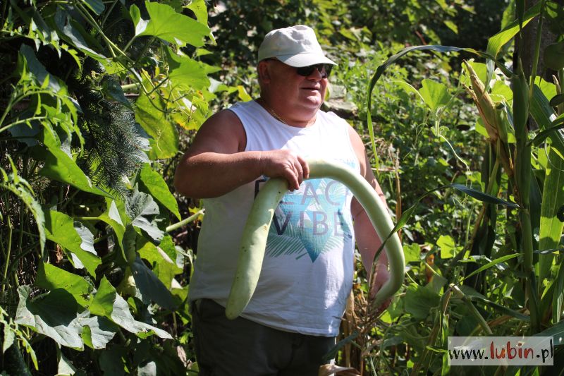 Gruszki na wierzbie czy dynie na sośnie?