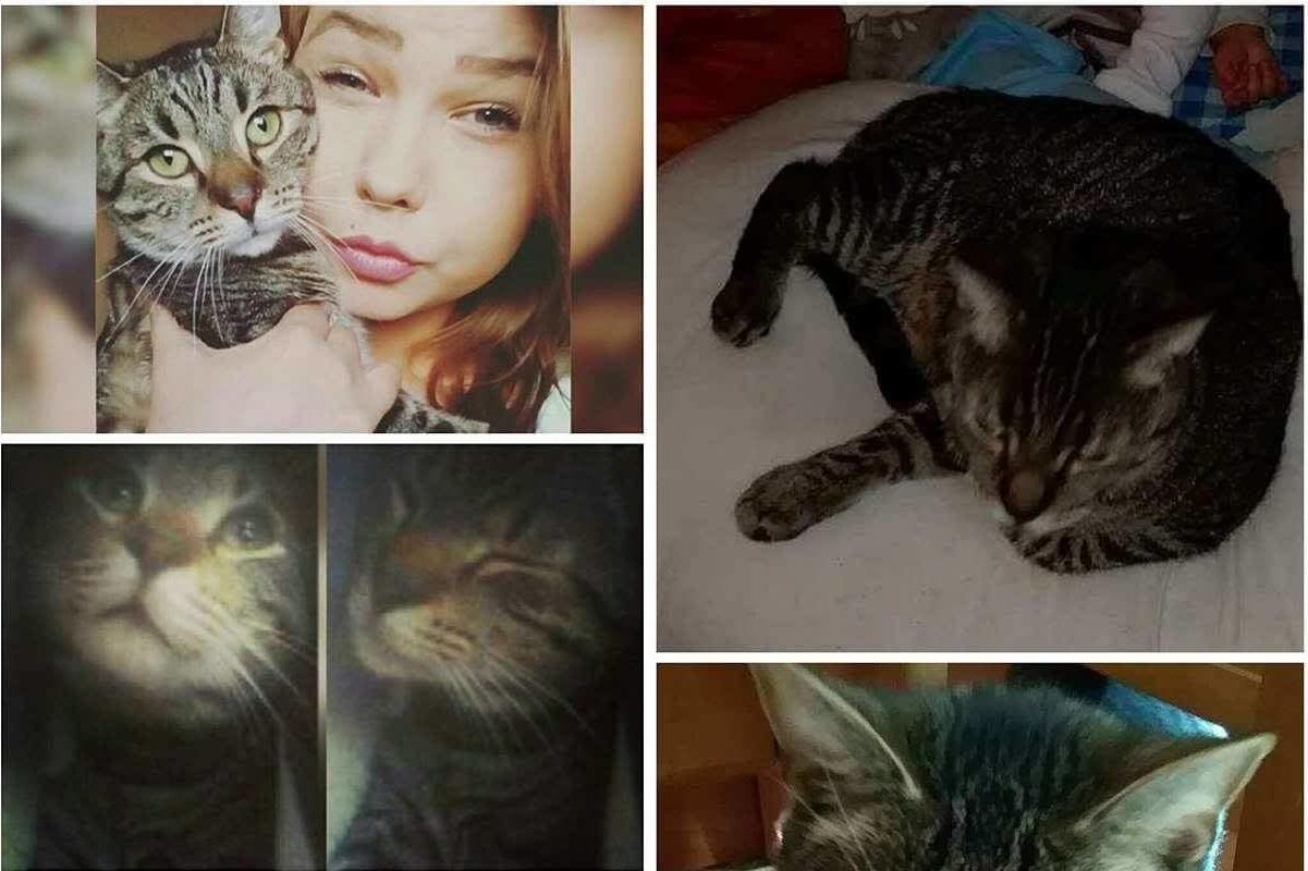 Rodzina szuka zaginionego kota