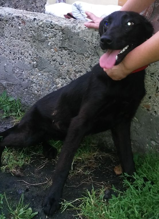 Zwierzaki znalezione i poszukiwane