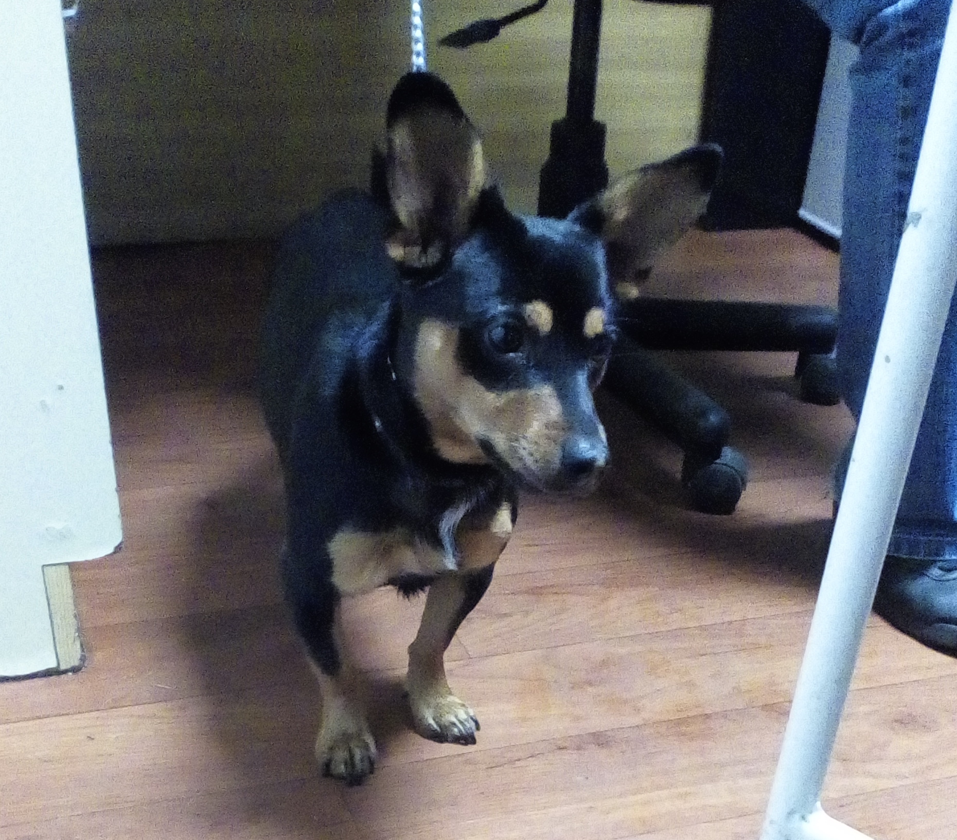 Zwierzaki do wzięcia