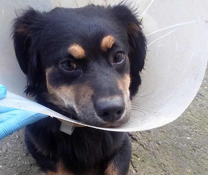 potracony-w-pieszkowie-2