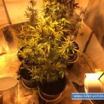 ziemianka z konopiami (1)