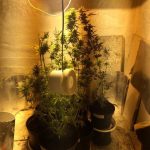 ziemianka z konopiami (3)