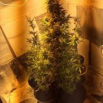 ziemianka z konopiami (4)