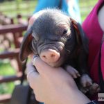 świnki maskowe, młode, potomstwo, prosiaczki (3)