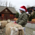 mikołajki zoo park wrocławski zwierzęta004