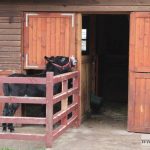 mikołajki zoo park wrocławski zwierzęta012