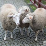 mikołajki zoo park wrocławski zwierzęta013