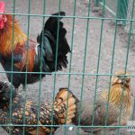 mikołajki zoo park wrocławski zwierzęta020