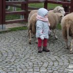 mikołajki zoo park wrocławski zwierzęta023