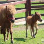 źrebak, kuc sztlandzki, narodziny, nowy, 2018, park, zoo (6)