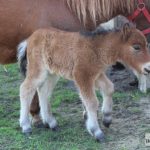 źrebak, kuc sztlandzki, narodziny, nowy, 2018, park, zoo (7)