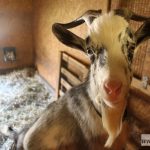 urodziny, zoo, CEP, park Wrocławski, tort, 2018 (61)