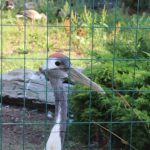 wyystawa kghm, park wrocławski, 01.08 (18)
