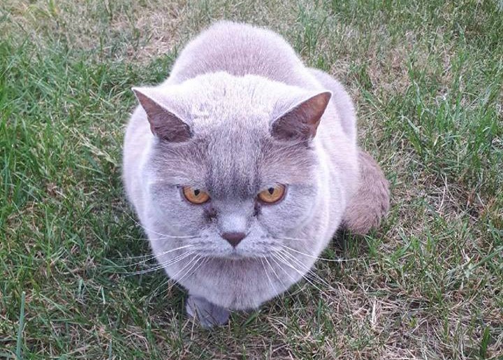 Zaginął kot, właściciele proszą o pomoc [AKTUALIZACJA]