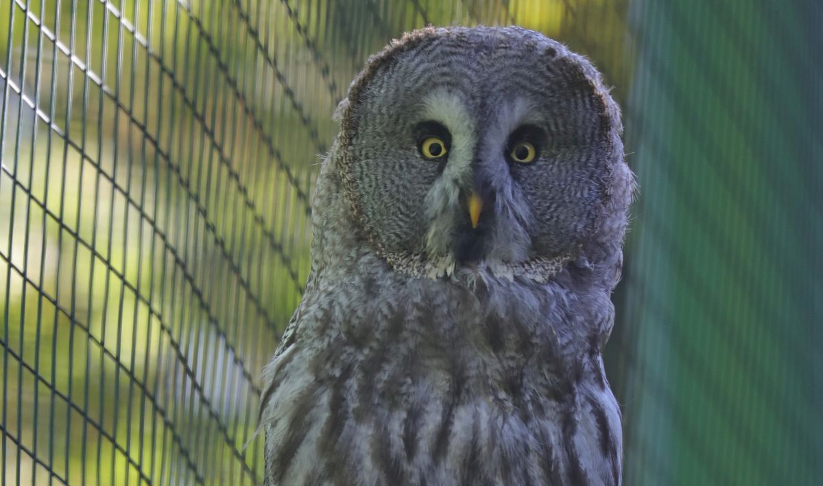 Dwa dni z sowami: spacer, wycieczka i prelekcja