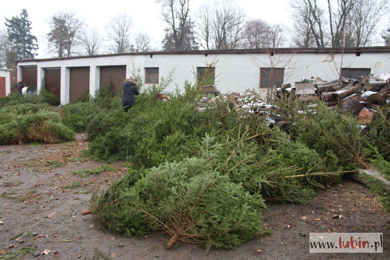 Co zrobić z choinką po świętach?