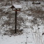 ptakoliczenie 2019, ZOO Lubin (8)