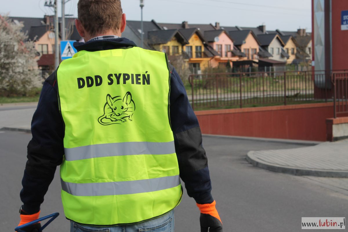 Pozbędą się szczurów