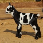 kozy, narodziny, zoo, CEP, 2019 (13)