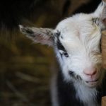 kozy, narodziny, zoo, CEP, 2019 (6)