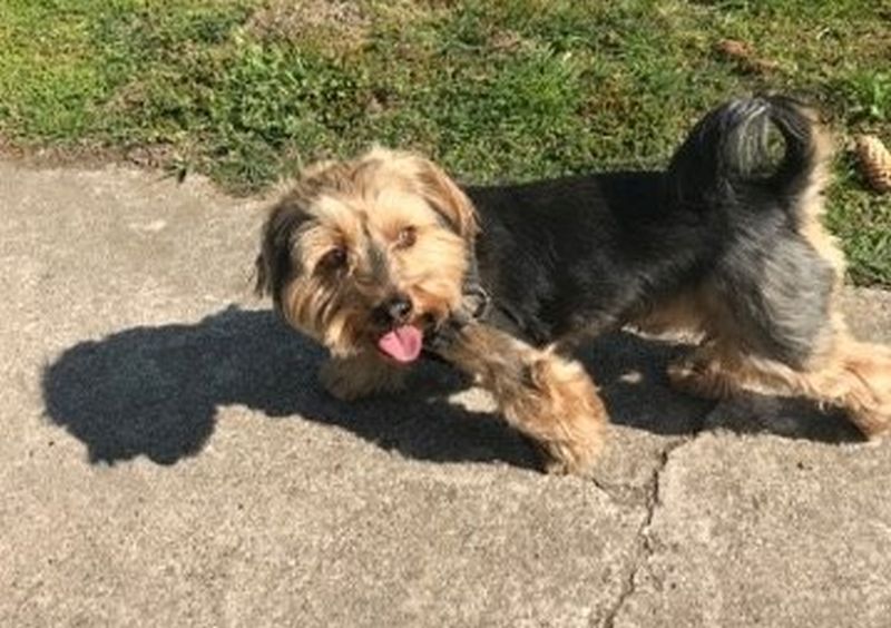 Znaleziono psa. Właściciel już się odnalazł.