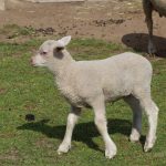 owce olkuskie, 2019 (1)