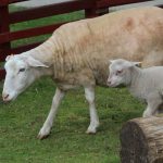owce olkuskie, 2019 (4)