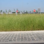 trawa na rondzie (1)