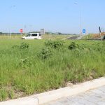 trawa na rondzie (10)