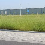 trawa na rondzie (14)