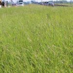 trawa na rondzie (15)