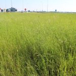 trawa na rondzie (16)