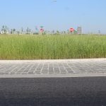 trawa na rondzie (2)