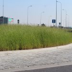 trawa na rondzie (5)