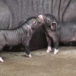 świnki maskowe, narodziny, małe, prosiaczki, zoo, 2019 (11)