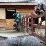 świnki maskowe, narodziny, małe, prosiaczki, zoo, 2019 (4)