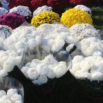 przed wszystkimi śwętymi (10)