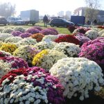 przed wszystkimi śwętymi (7)