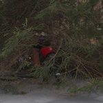 Choinka w Rynku, 02.12 (14)