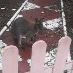 81446119_502127740423743_5880831025986142208_n