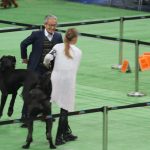 Wystawa psów, hala rsc, Lubin, 10.01 (105)