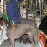 Wystawa psów, hala rsc, Lubin, 10.01 (117)