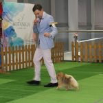 Wystawa psów, hala rsc, Lubin, 10.01 (131)