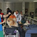 Wystawa psów, hala rsc, Lubin, 10.01 (135)