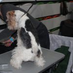 Wystawa psów, hala rsc, Lubin, 10.01 (14)